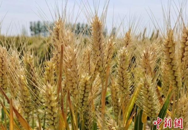 小麦、大蒜能换房！却有一地突然结束，怎么回事？